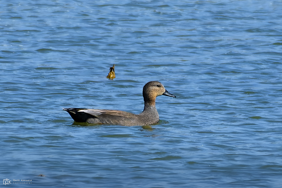 Gadwall